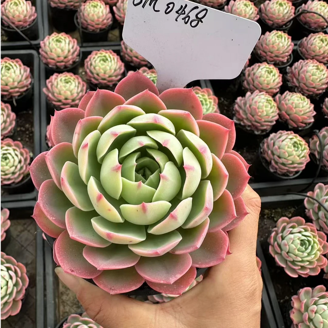 10#七里香多肉植物      前男友精品多肉sm0486