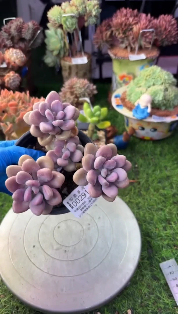 昆明印象多肉00291