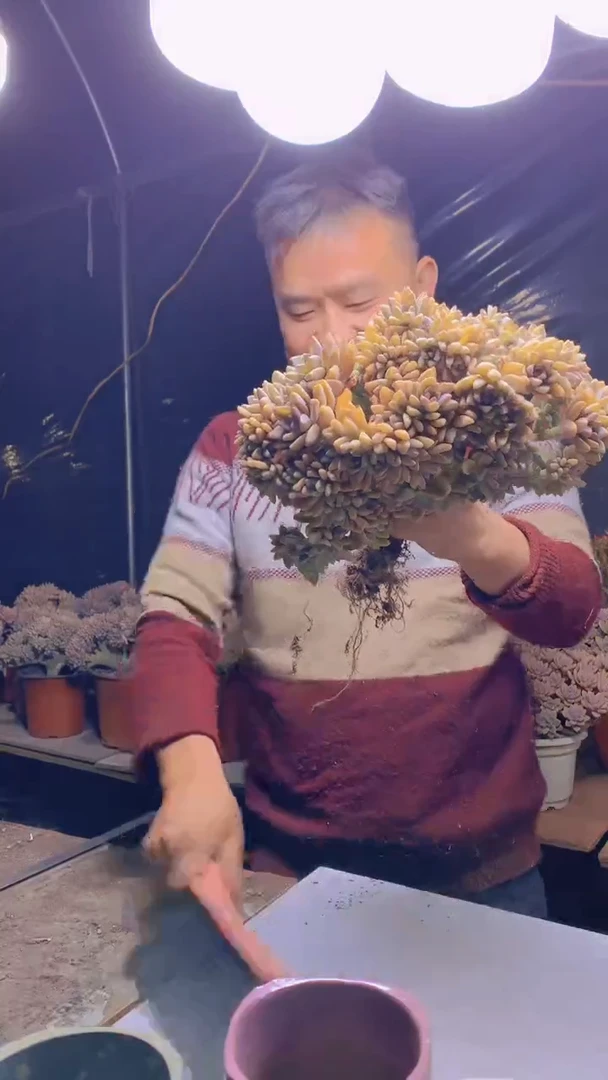 【闪购商品】缀化148