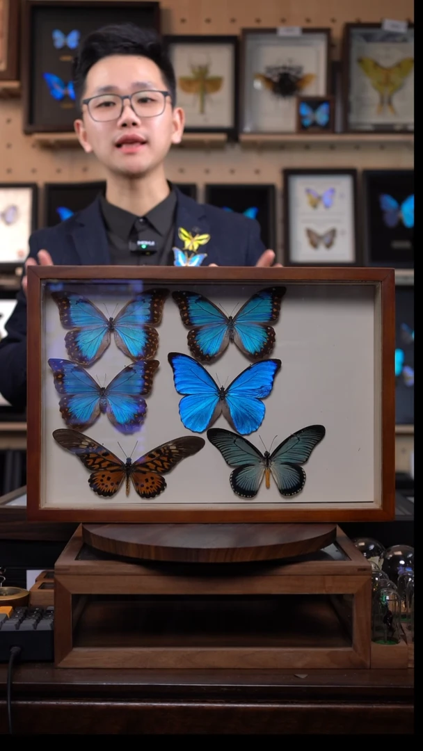 蝴蝶标本摆件竞拍长翅德波浪德d214