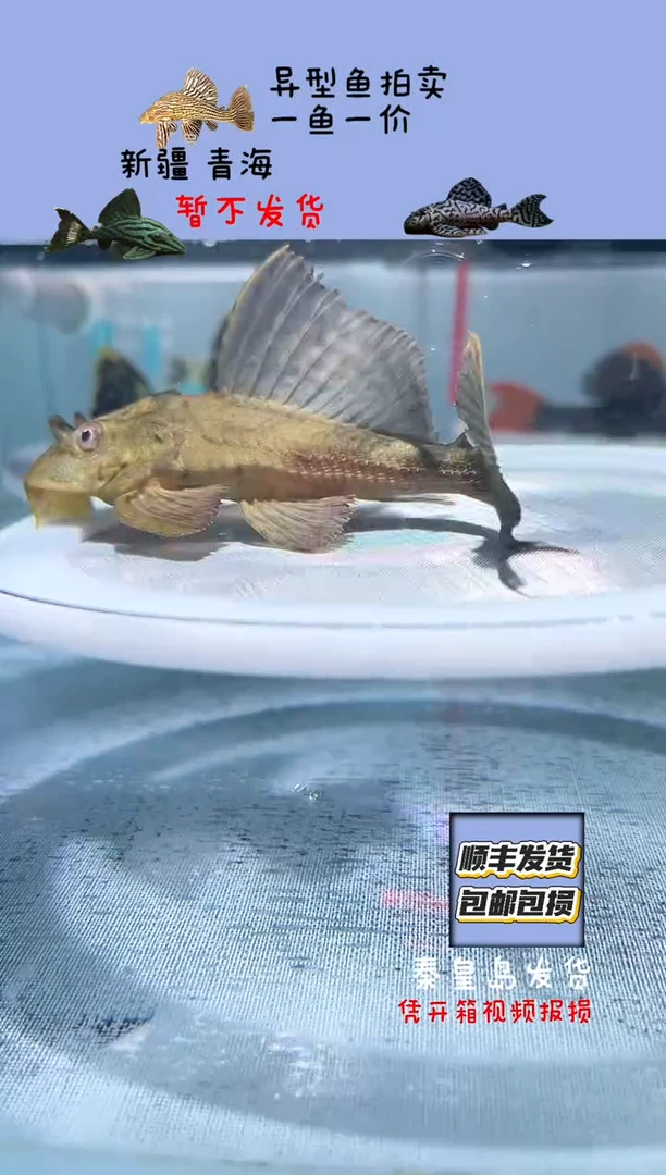 清道夫13不包入缸损42