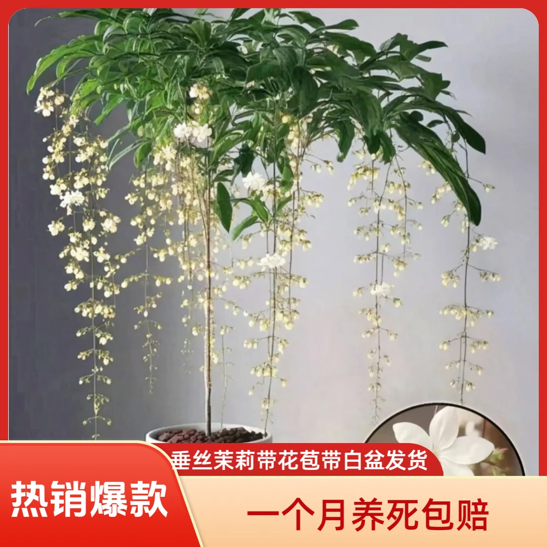 泰国垂丝茉莉室内观赏盆栽仙气飘飘四季开花好养花卉顺丰包邮