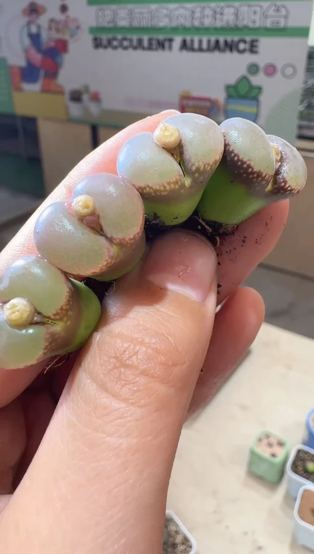 17-310多肉植物肉锥紫露一颗
