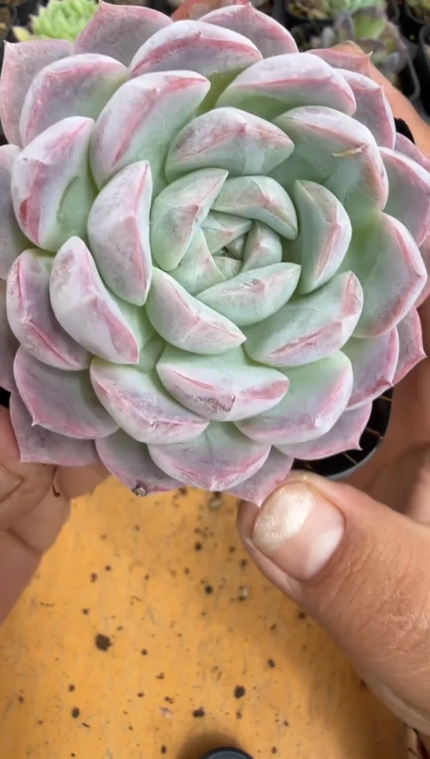 东云多肉园二店-235