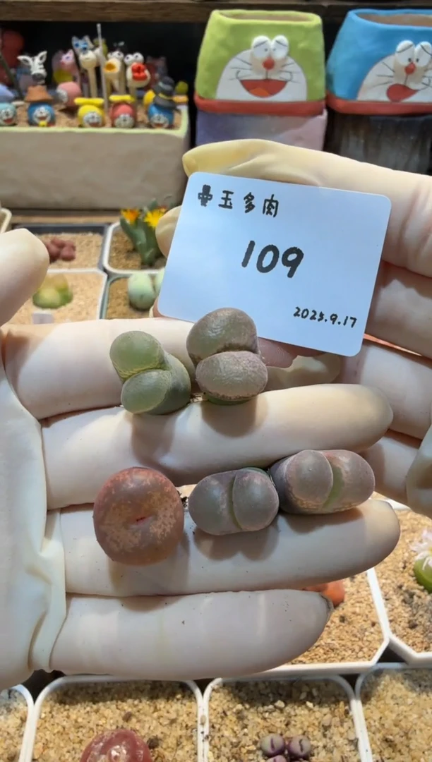 蛋*25.9.17-109多肉
