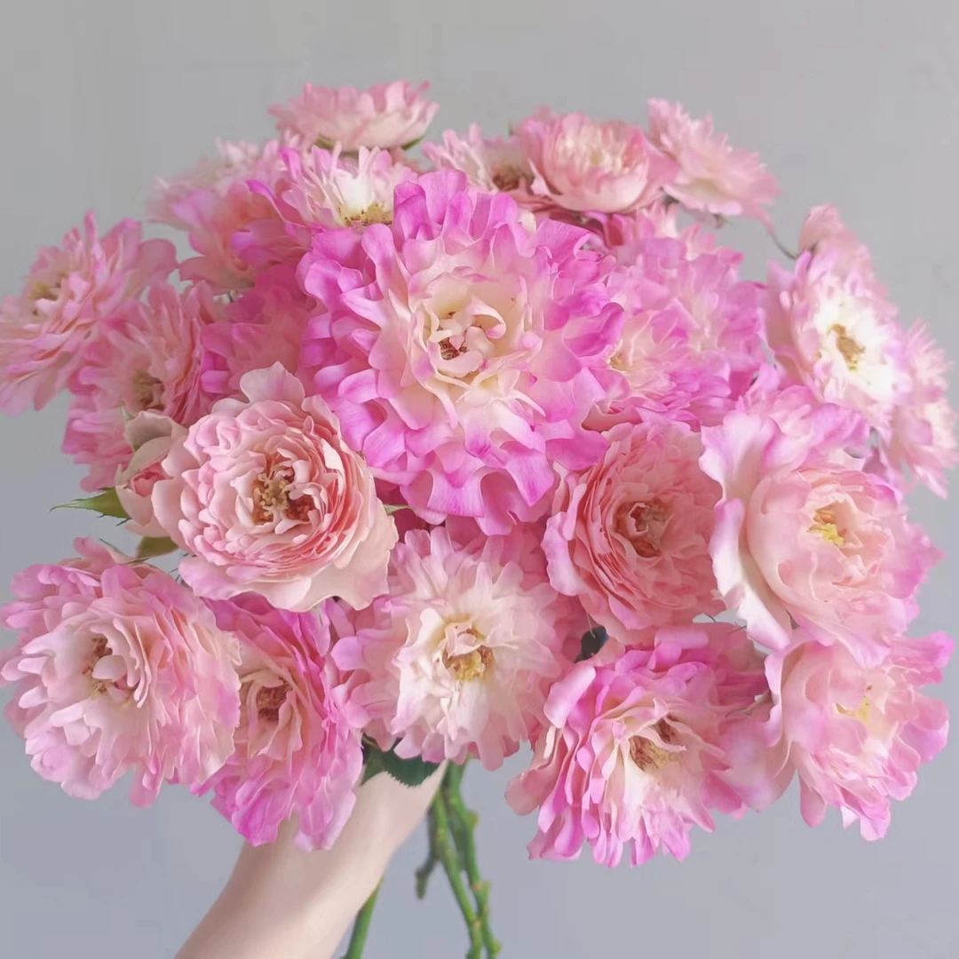 比包邮划算 任选4把一个快递 基地批发 玫瑰鲜花