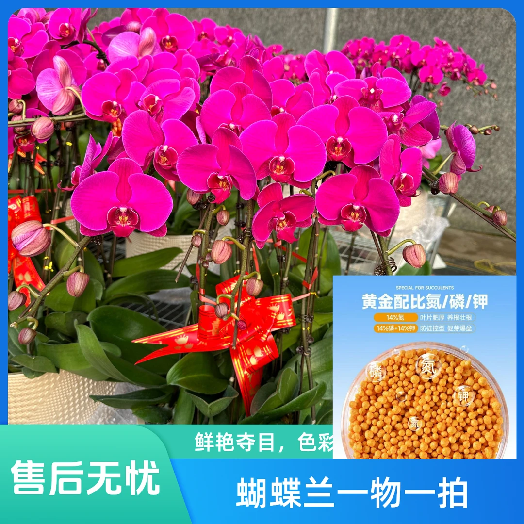 【大辣椒1】特特级保100朵花以上蝴蝶兰山东省内专车发货大辣椒肥料