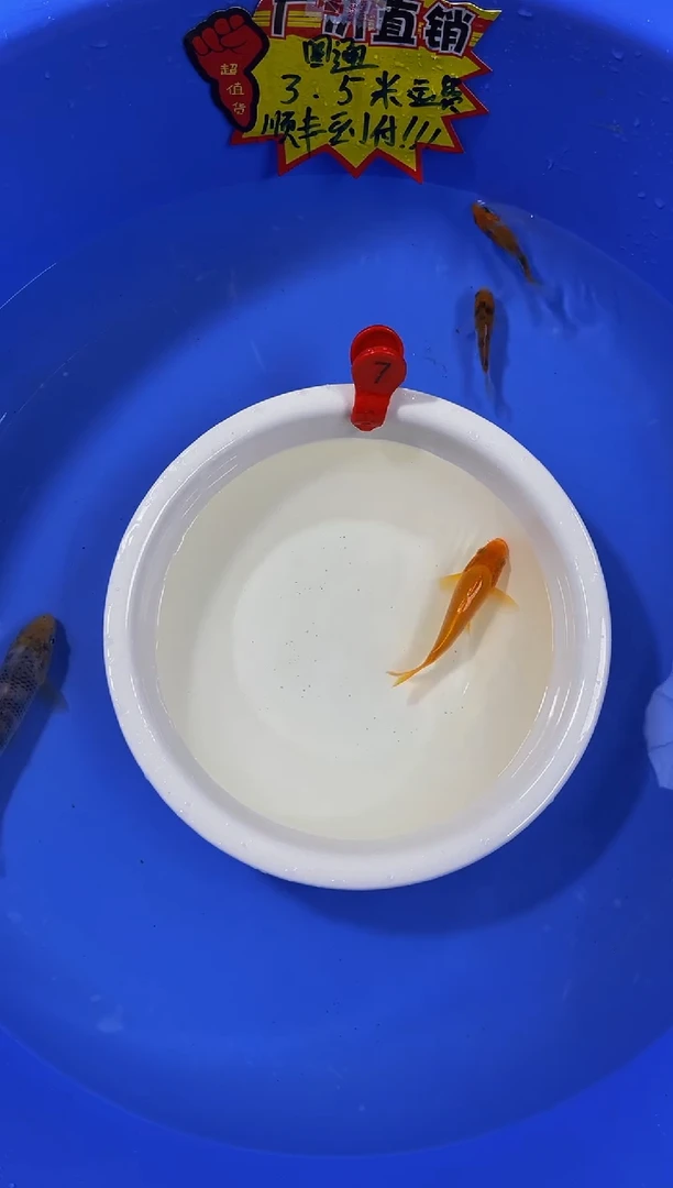 锦鲤活体二号链接