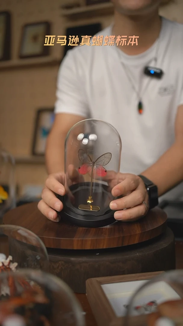玫瑰绡眼蝶小号玻璃罩