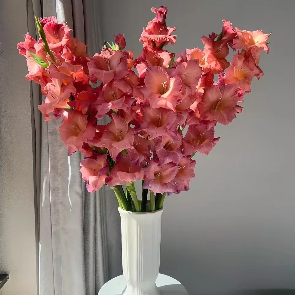 【一品花集】新品【复古巧克力】-剑兰