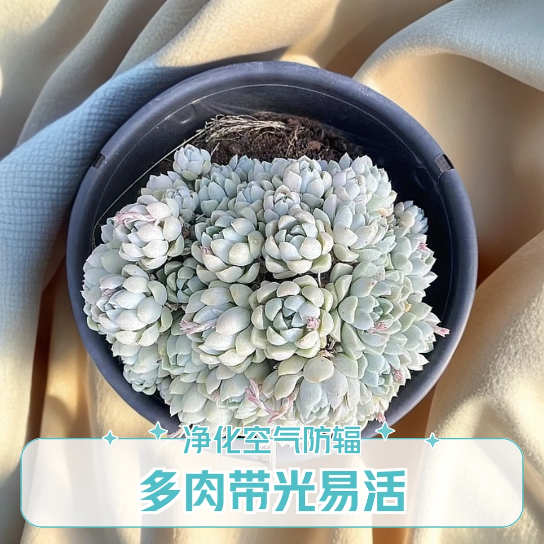 彪哥多肉园艺 厚月影多肉植物 不带盆土 净化空气  防辐射