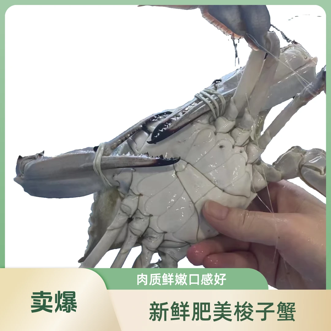 保鲜不保活渤海湾公梭子蟹 3-5斤可选 3-6两/只 9-20只/份 非活蟹 介意勿拍