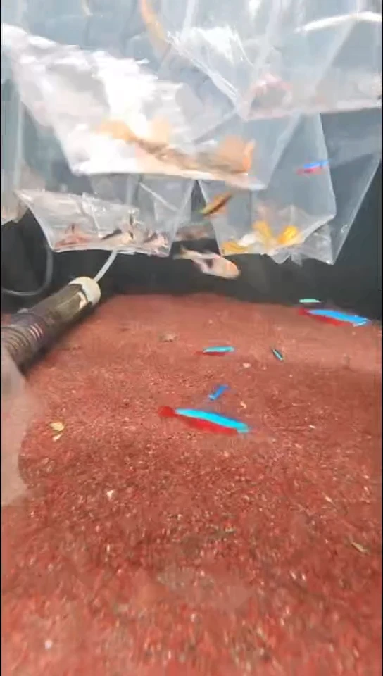 工具鱼宁*菜L600血钻2只