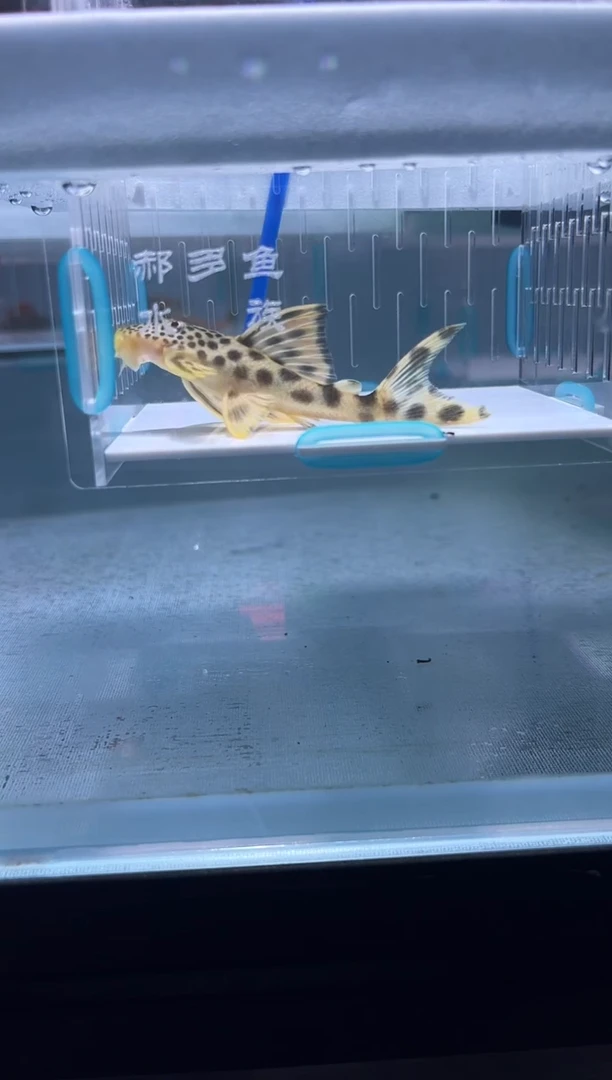 清道夫7+不包入缸损41