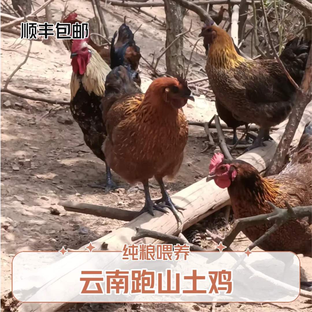 云南山林草坝1年以上散养跑山鸡纯粮白肉青脚土鸡母鸡