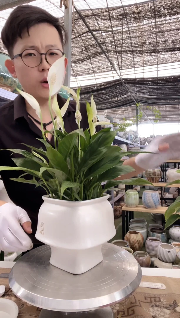 陶瓷花盆61直播链接