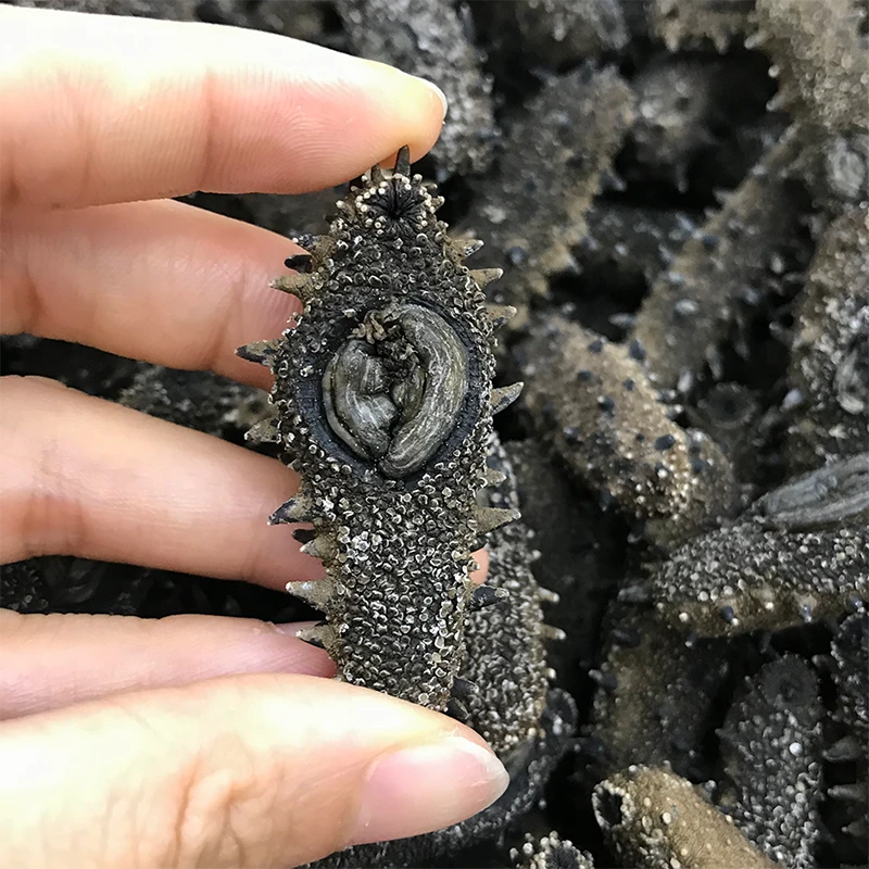 大连纯淡干海参B款