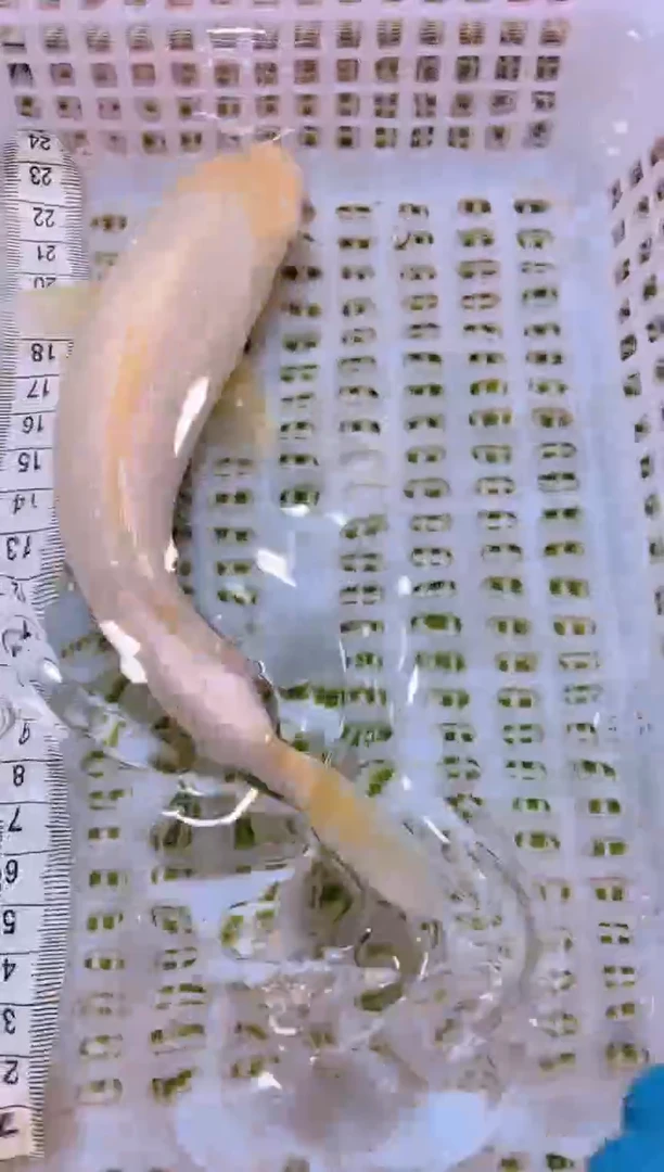 锦鲤冷水观赏鱼全场包邮2