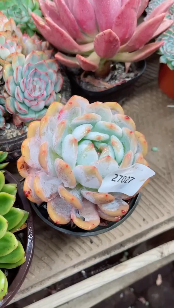 ◉**默27027多肉植物一物一拍