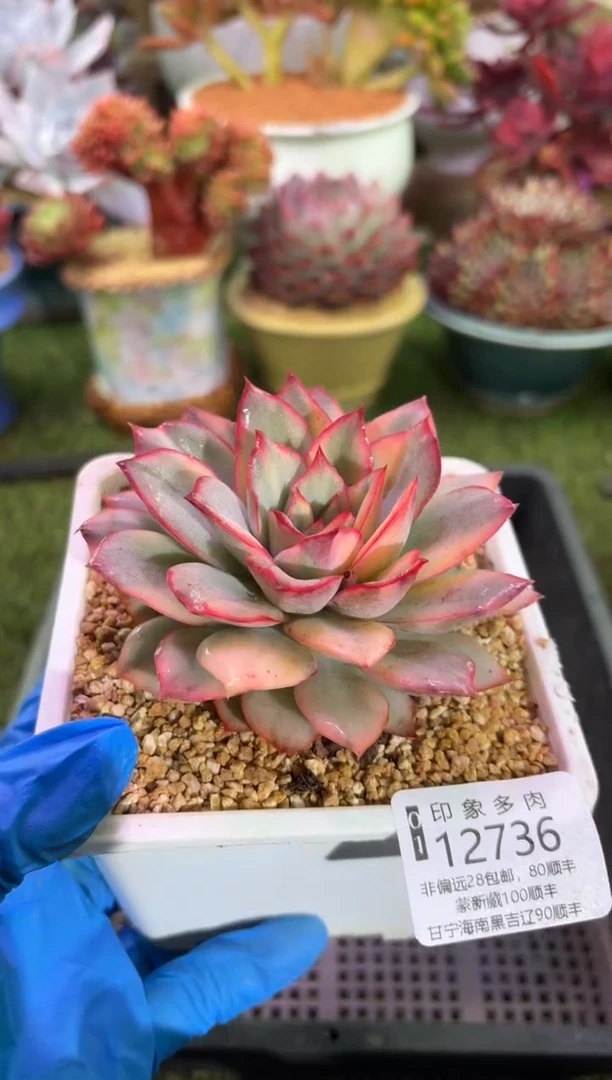 【闪购商品】12736