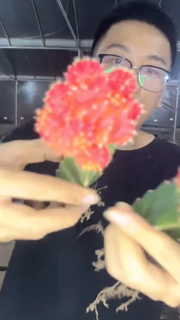 3颗 橙红彩带【嫁接】