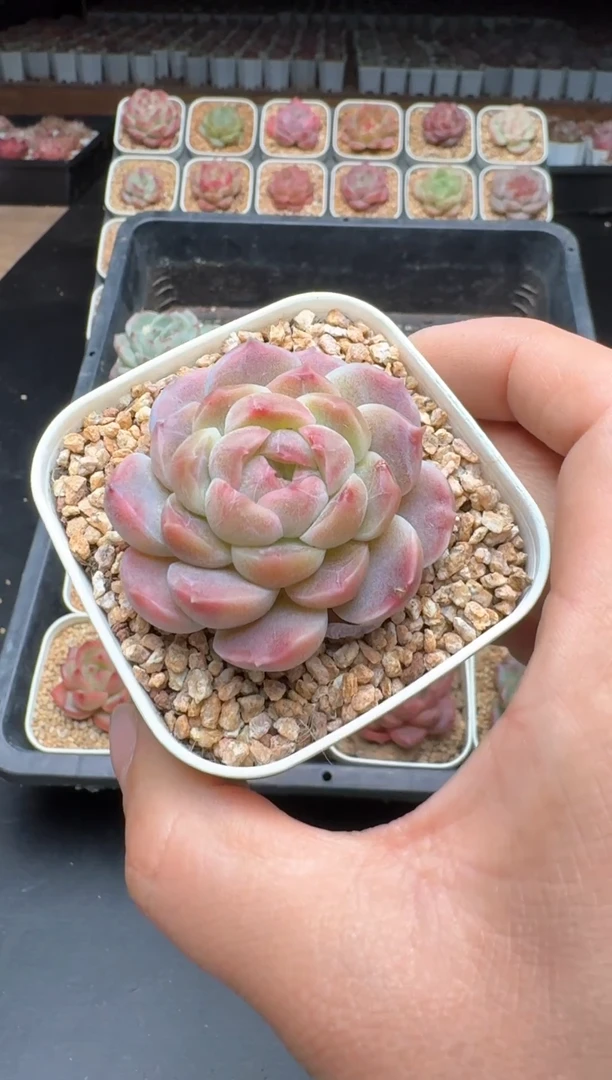 【闪购商品】879A物拍多肉带盆土6.5杯拍3颗包柚