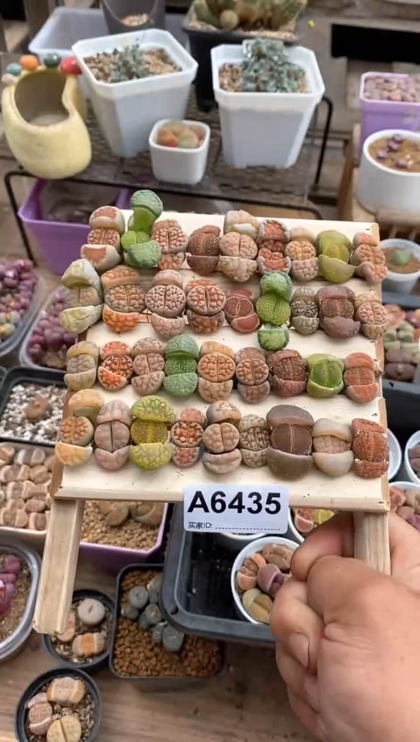 【闪购商品】6435直播一物一拍