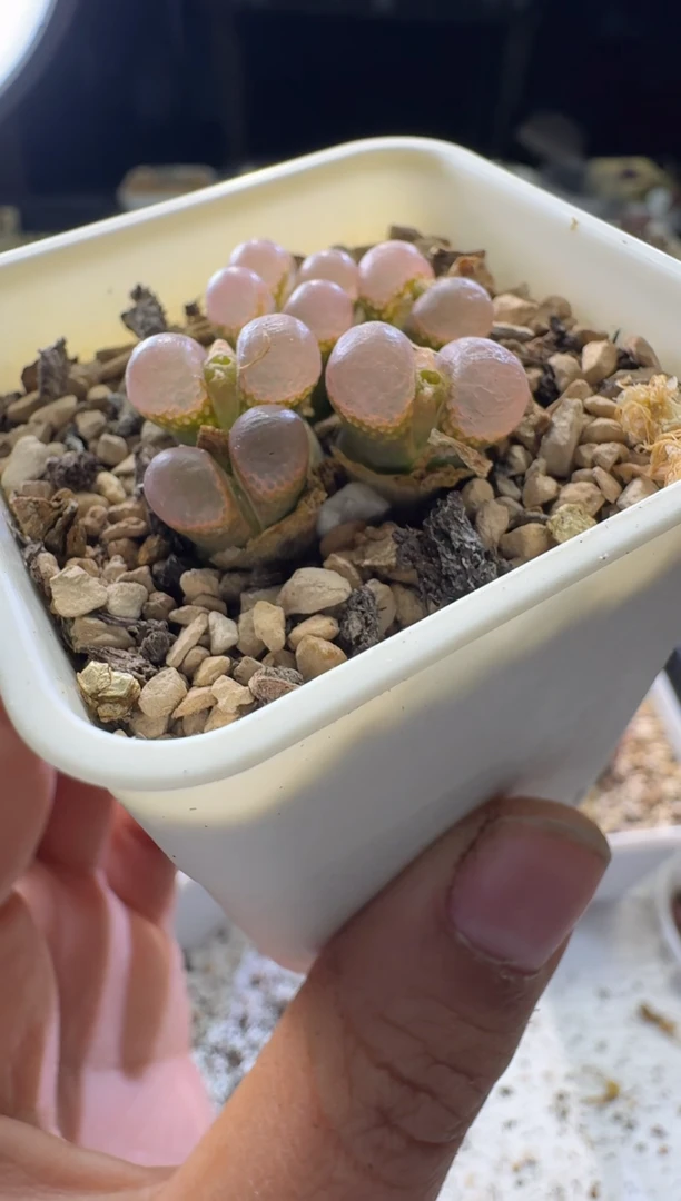 朱*美【天津专场】186多肉植物肉锥