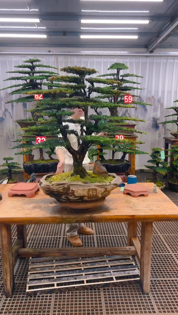 无花朵︶**翔精品盆景直播间一物一拍