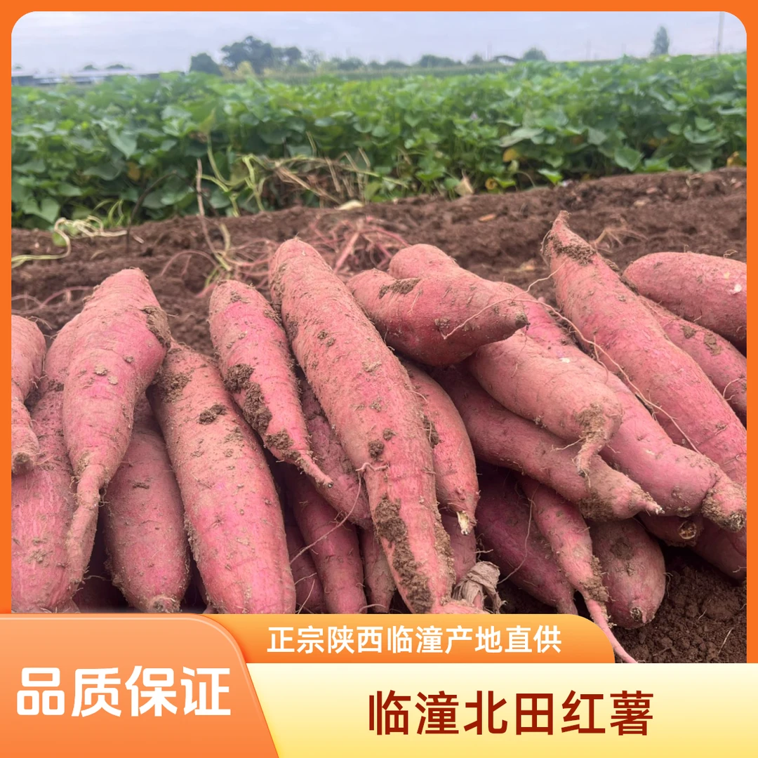 正宗陕西临潼北田板栗红薯秦薯五号干面甜3斤4.5斤
