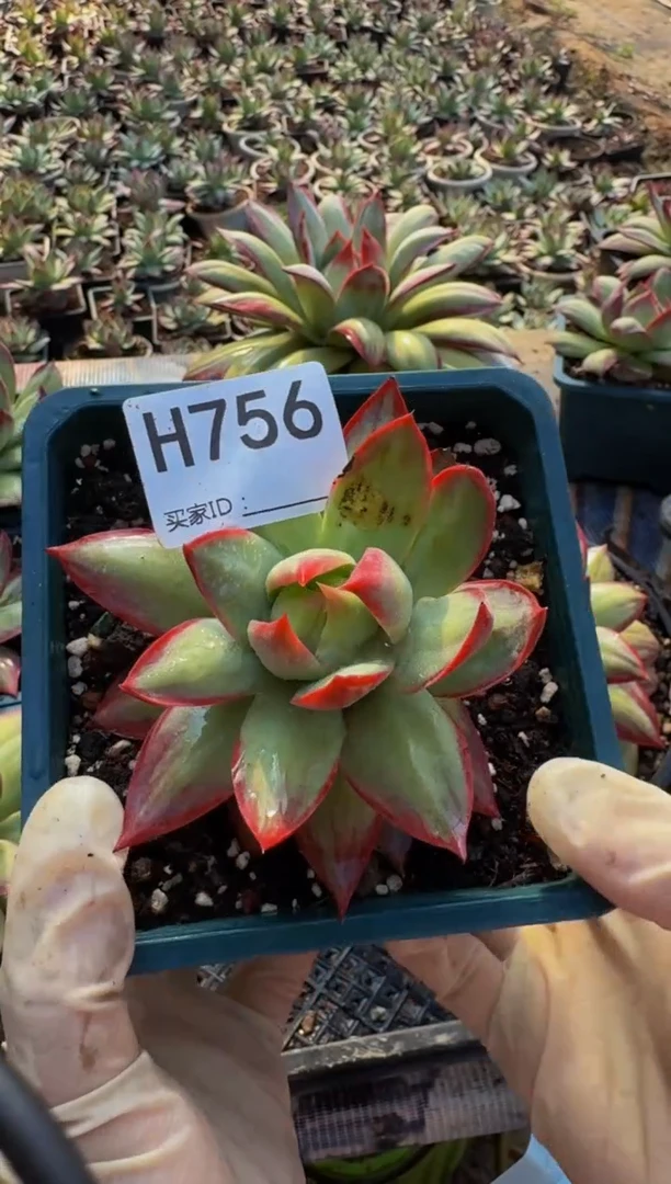 H756惊鸿仙子（裸根发货）