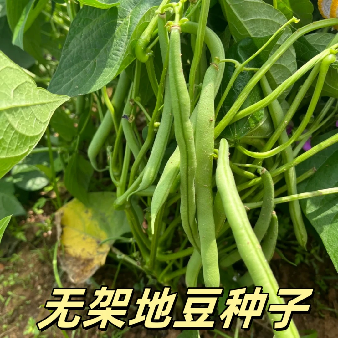 【无架地豆种子】家庭阳台小院盆栽地栽四季种植蔬菜蔬菜种子豆角