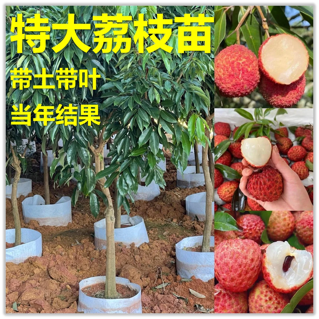 荔枝果树苗正宗无核荔枝桂味荔枝先进奉盆栽地栽南北方种植嫁接苗