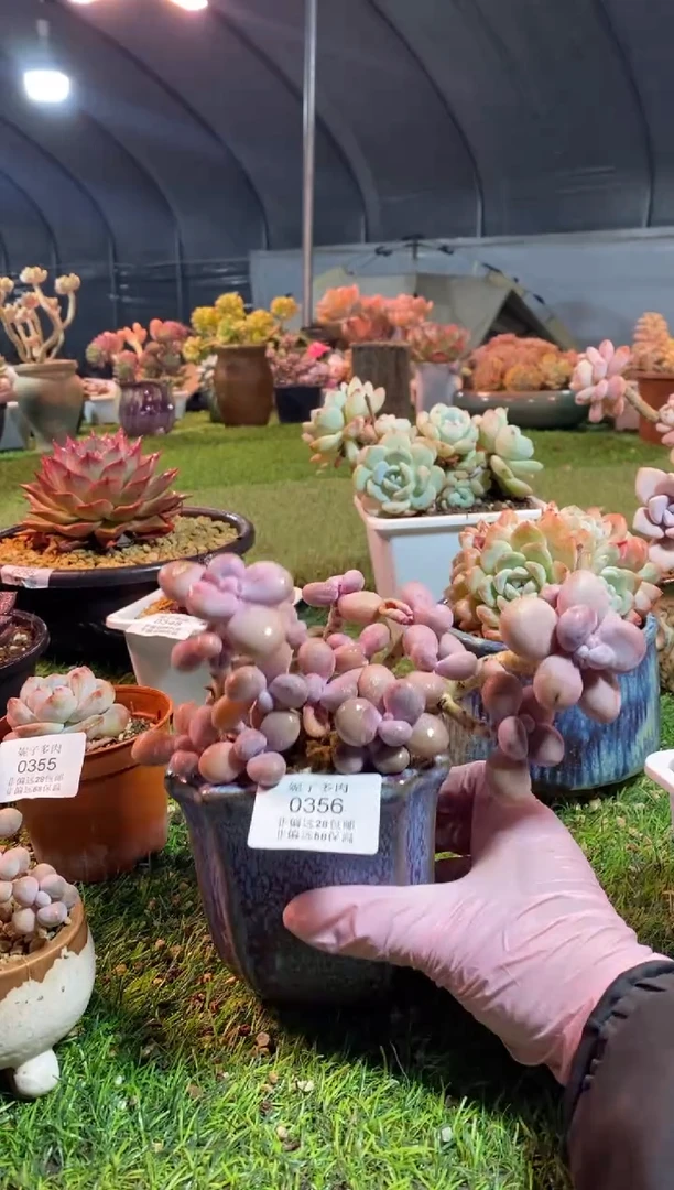 【闪购商品】0356a