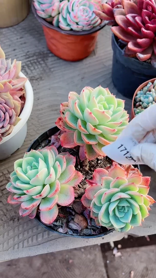 【闪购商品】17127