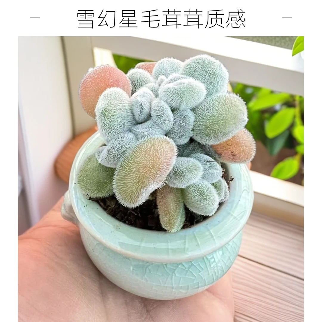 雪幻星毛茸茸拇指多肉植物带陶瓷盆种好发货拇指迷你小肉肉