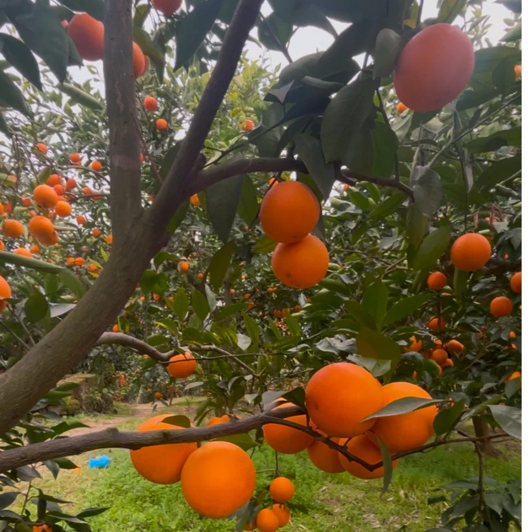 万州特色血橙（农家种植，产地直供）