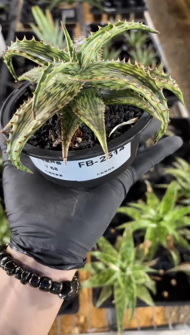 索马里芦荟FC-2514