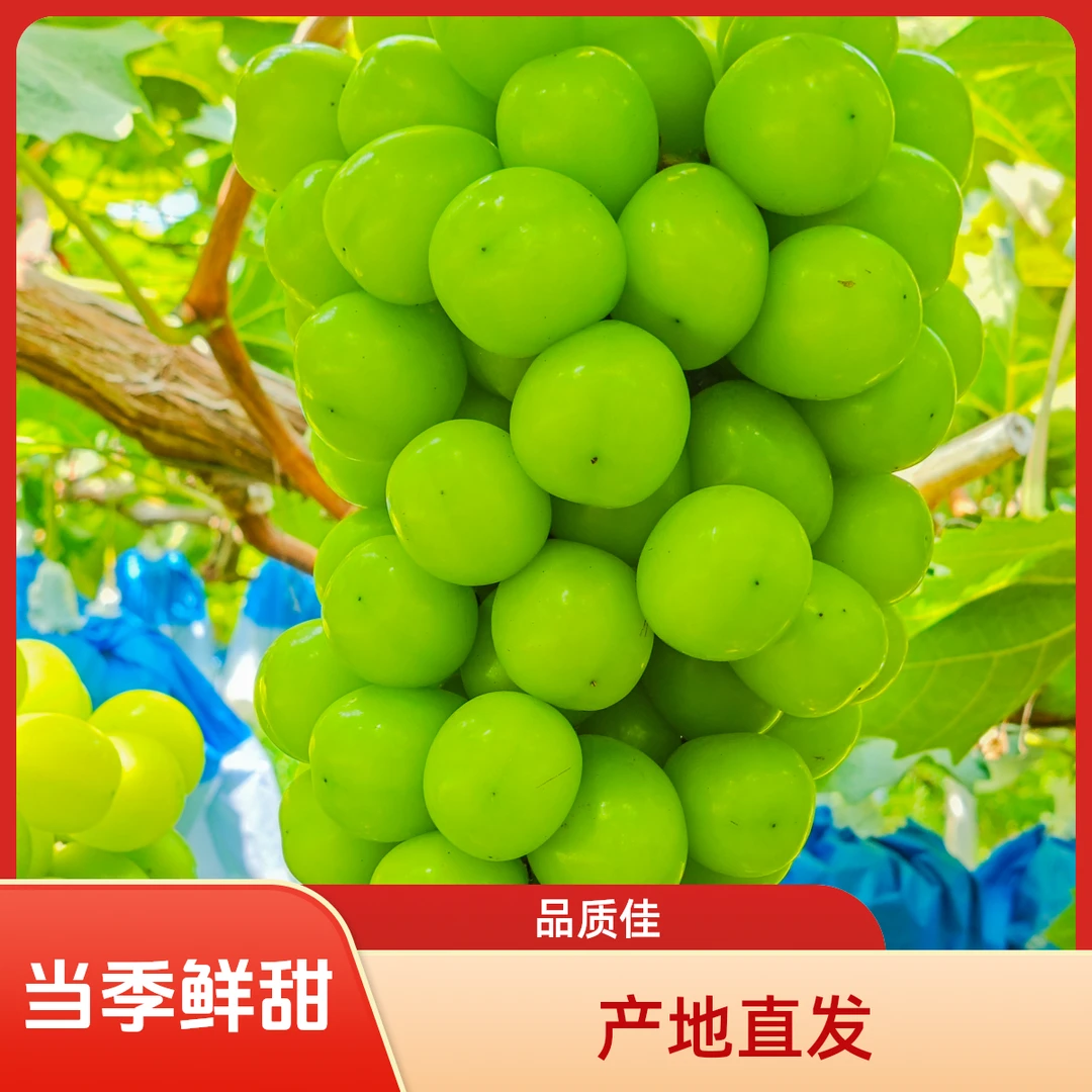 新鲜阳光玫瑰葡萄果园直发包邮清甜可口当季水果