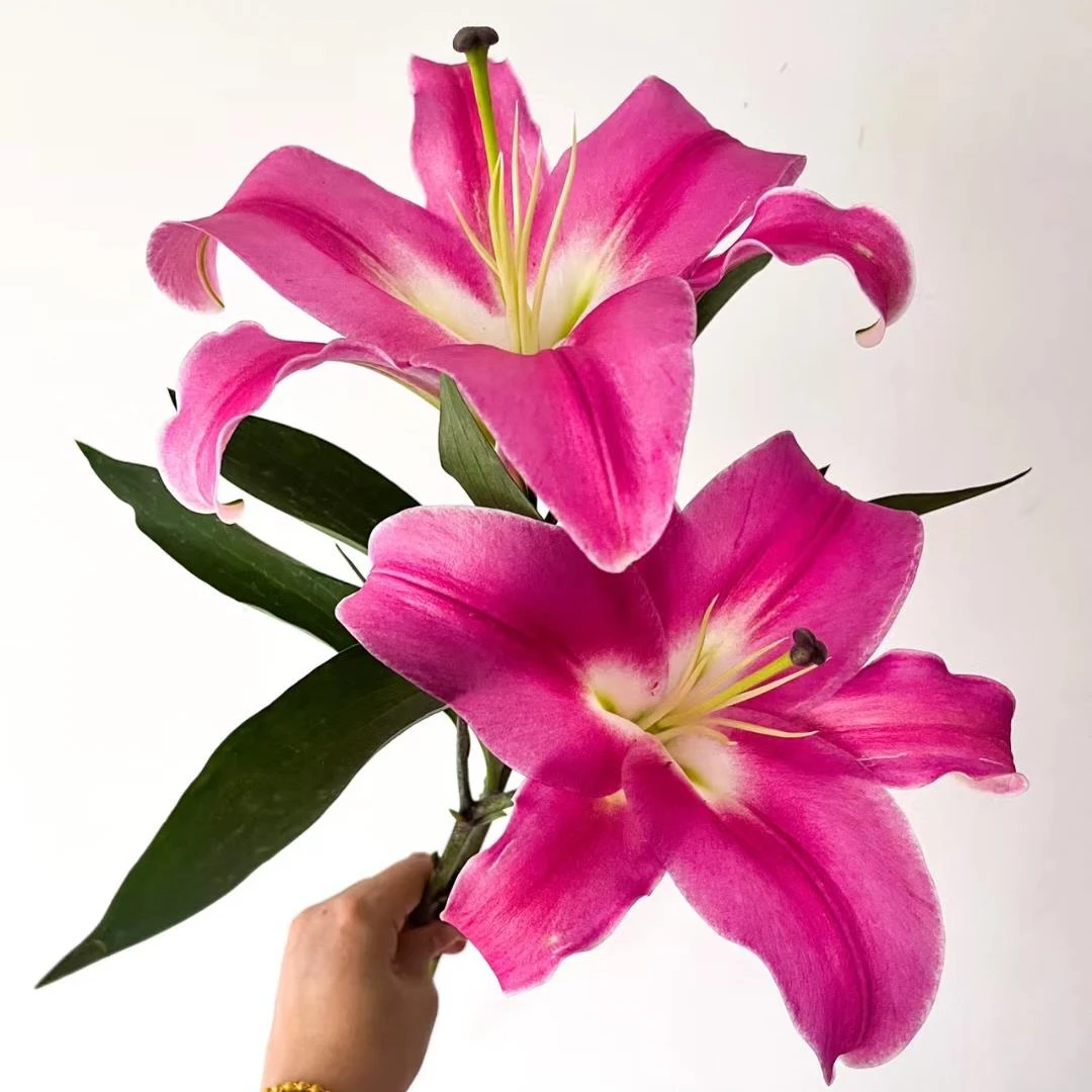 【云上花卉】帕拉佐香水百合 任意两单升级快递 发货后不支持退款