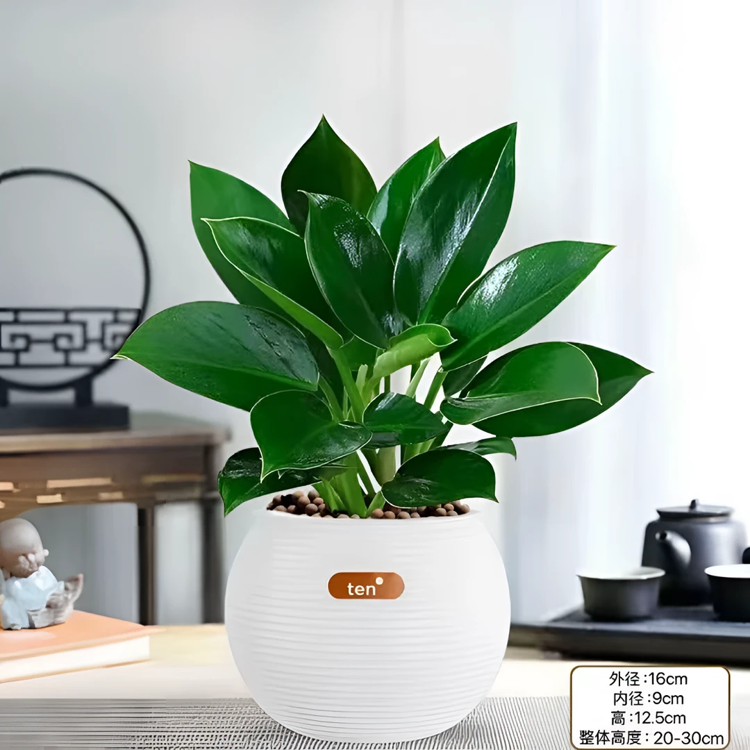 金钻绿公主盆栽室内桌面绿植四季常青净化空气吸甲醛好养