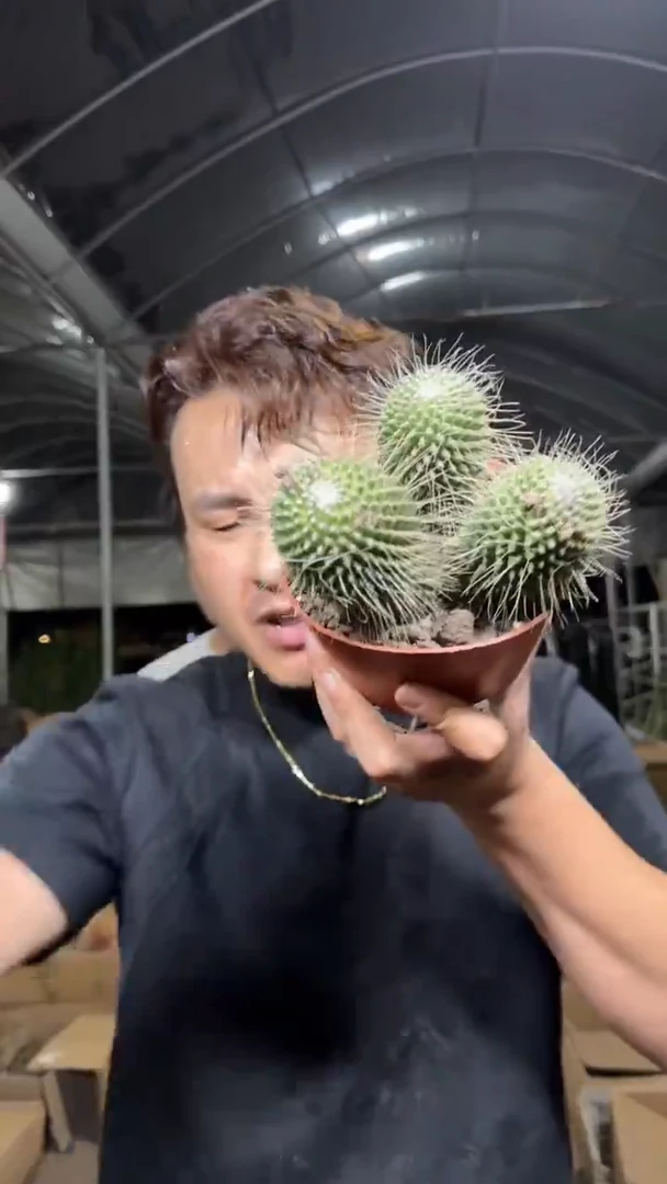 3头起发 无刺白珠