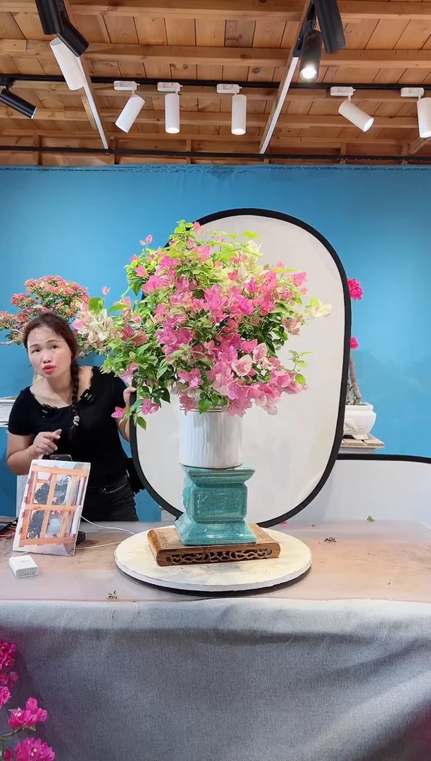 全部花苞漳红樱三角梅