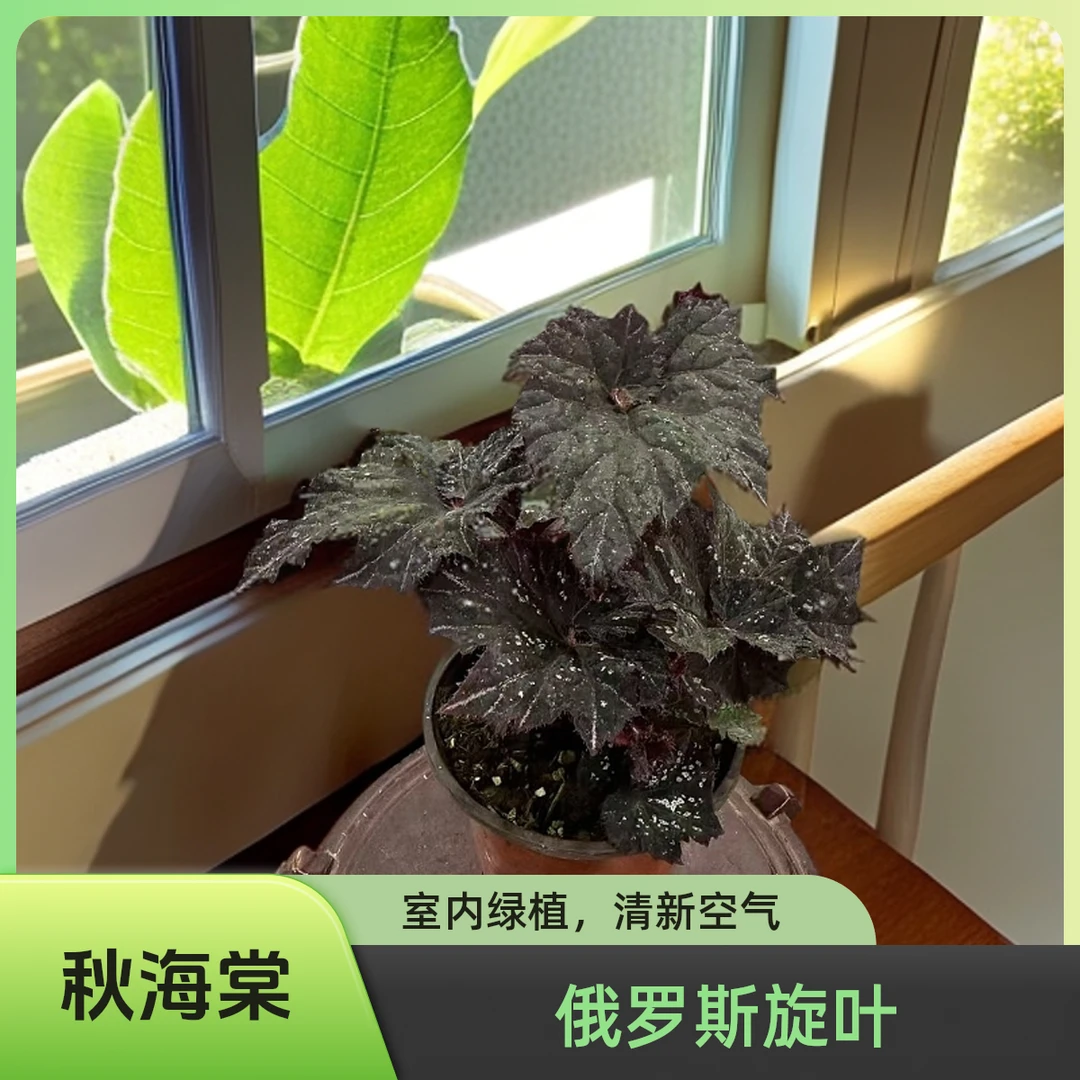 俄罗斯旋叶 秋海棠热植 福利款不包叶损《两单包邮》