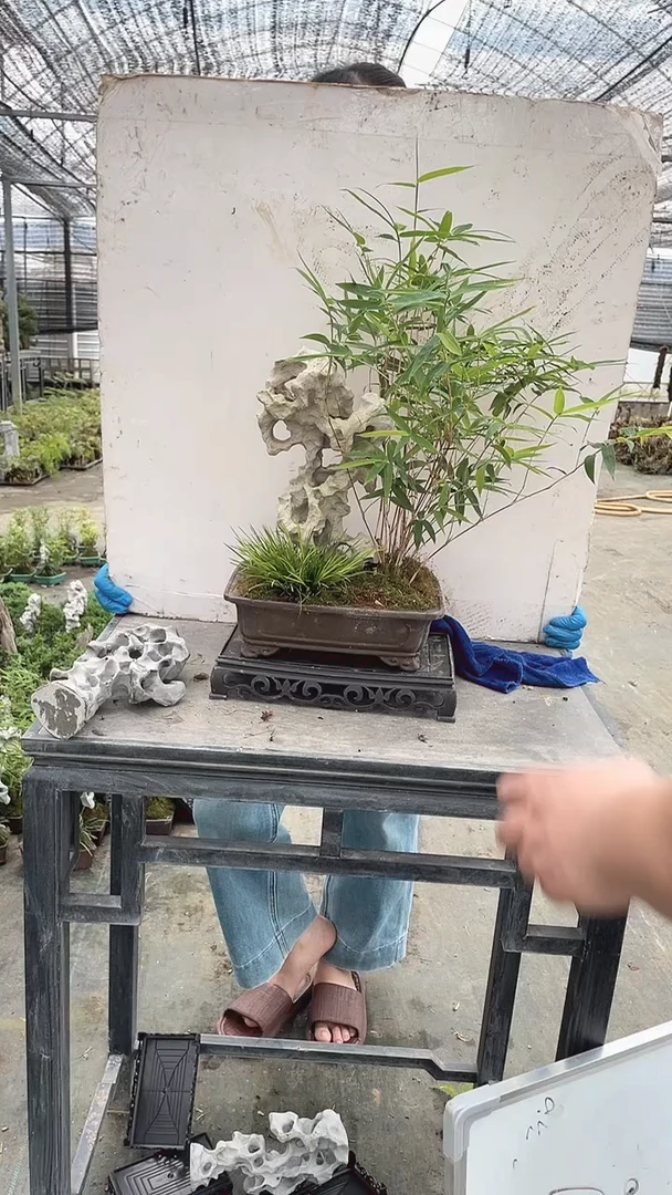 无花朵大号Z24紫砂附石红观音竹盆景