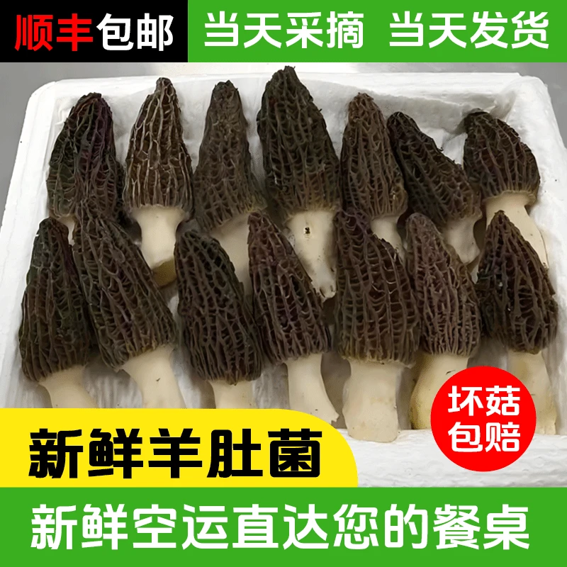 【非干货】新鲜羊肚菌鲜货上市500克 头茬肉厚菌菇煲汤老人小孩爱吃