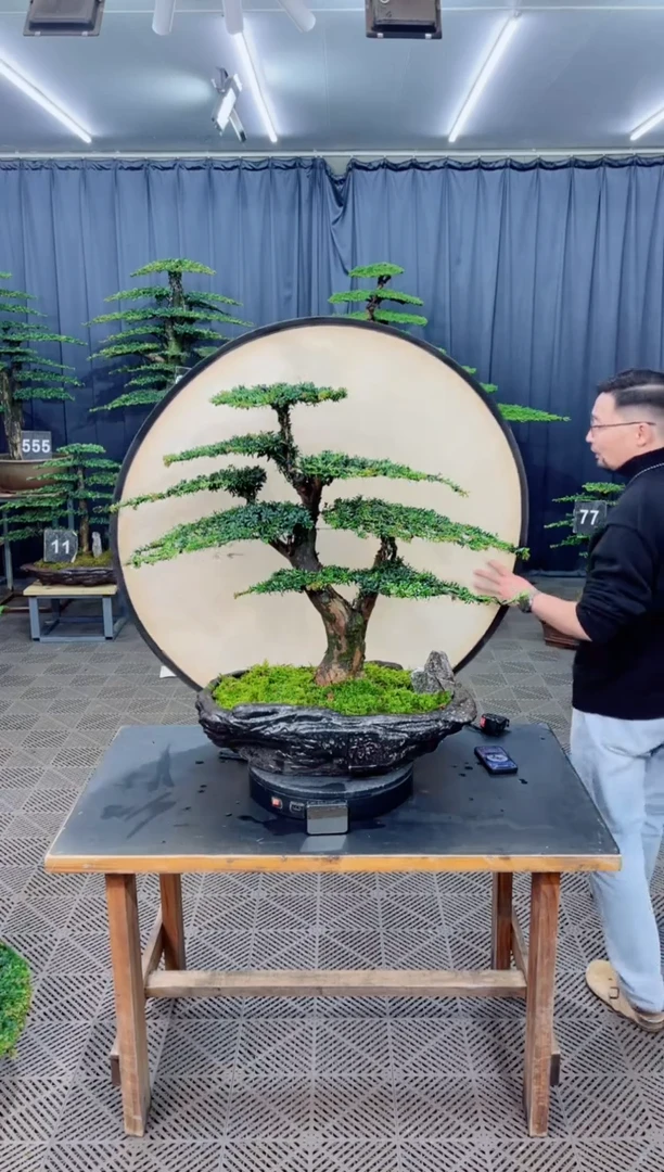 无花朵盆景......