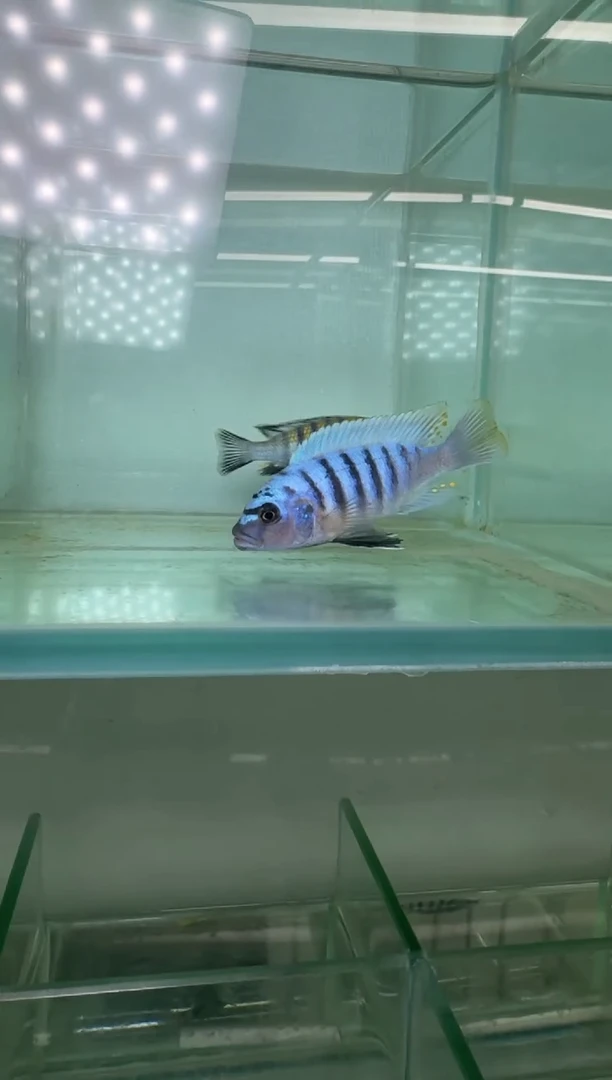 慈鲷鱼三湖慈鲷包子斑马