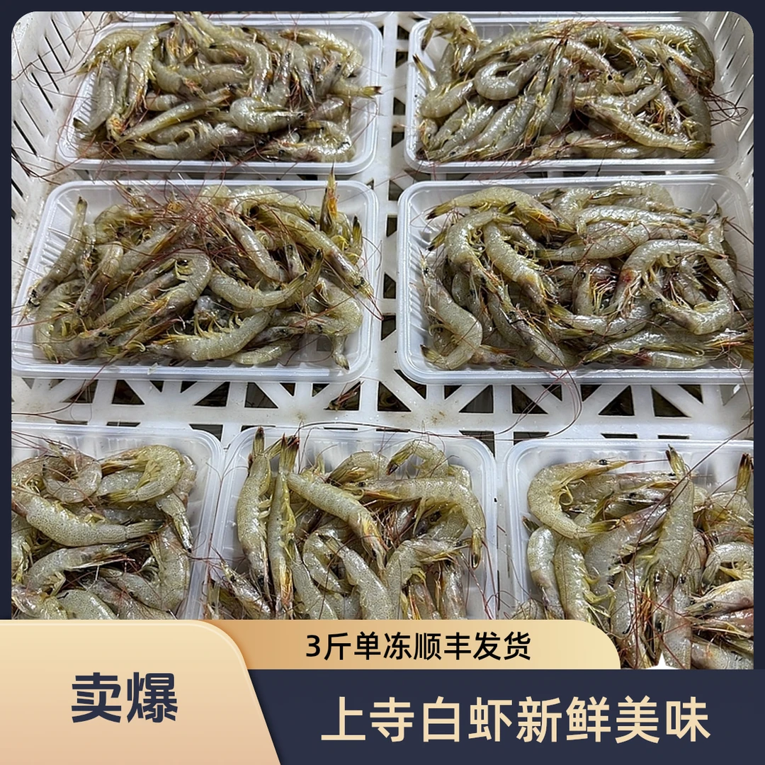 上寺渔鲜新鲜 海捕白虾排盘单冻 3斤 顺丰发货