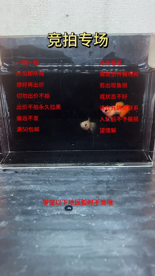 孔雀鱼玻璃体孔雀鱼  09